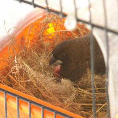 Bébés moineaux naissance 2014