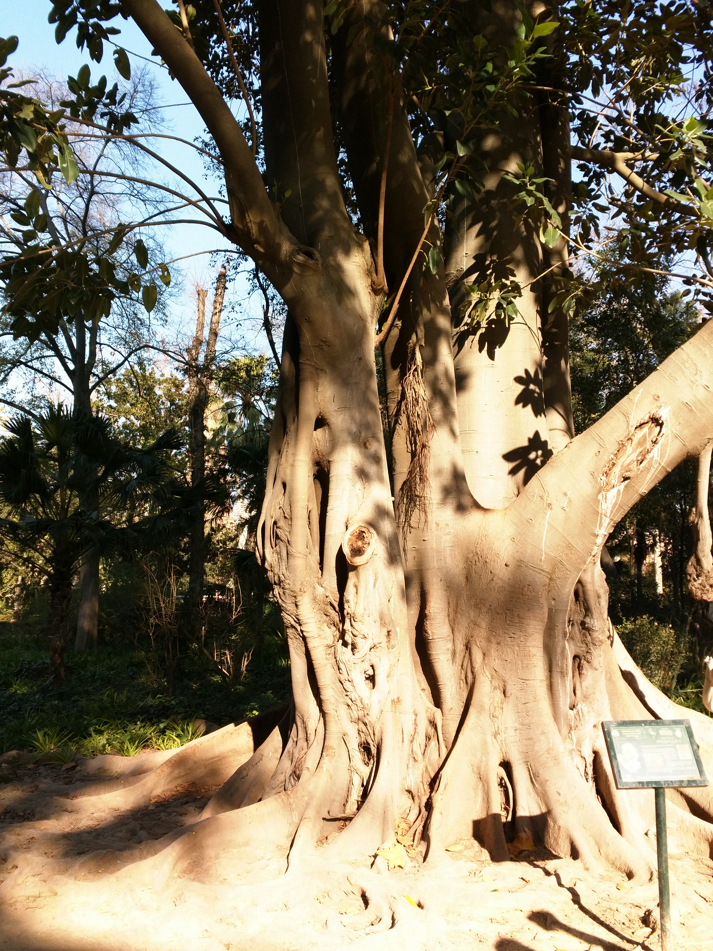 Jardin du parc Maria Louisa