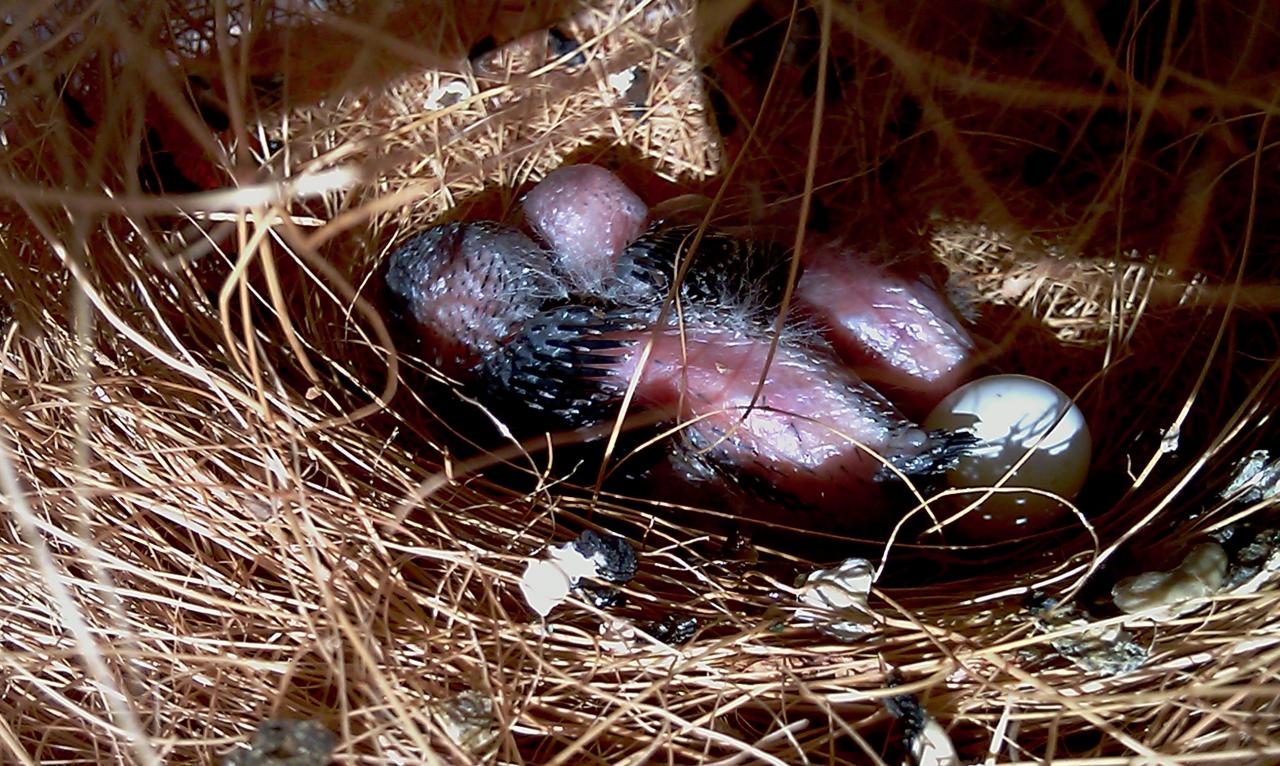 Oisillons 15 Jours après la naissance.