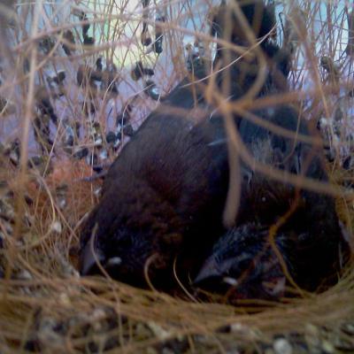 Bébés moineaux naissance 2013