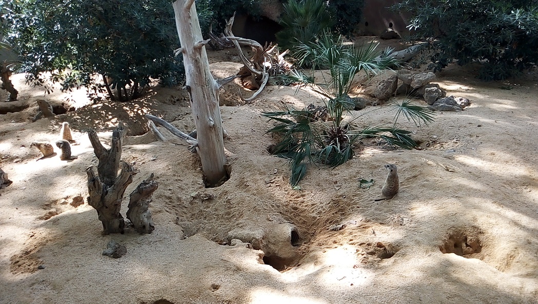 Zoo de Barcelone 1