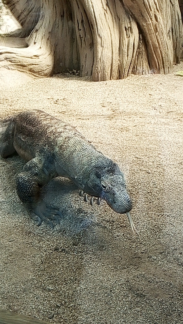 Zoo de Barcelone 6